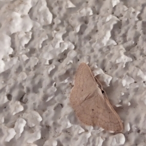 Scopula optivata at Watson, ACT - 26 Mar 2024