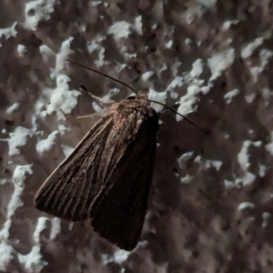 Unidentified Moth (Lepidoptera) at Watson, ACT by AniseStar