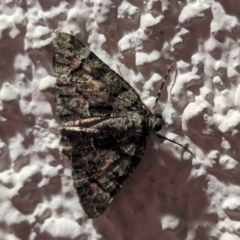 Aeolochroma metarhodata (Tea-tree Emerald (Geometrinae)) at Watson, ACT - 26 Mar 2024 by AniseStar