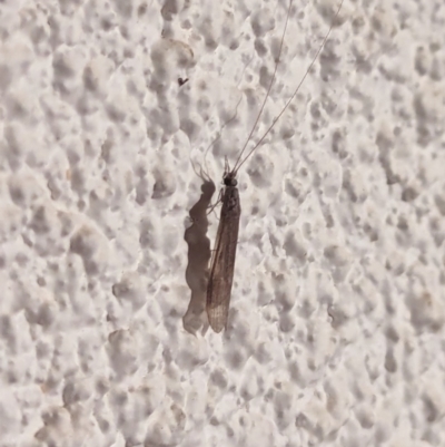 Trichoptera sp. (order) (Unidentified Caddisfly) at Watson, ACT - 26 Mar 2024 by AniseStar