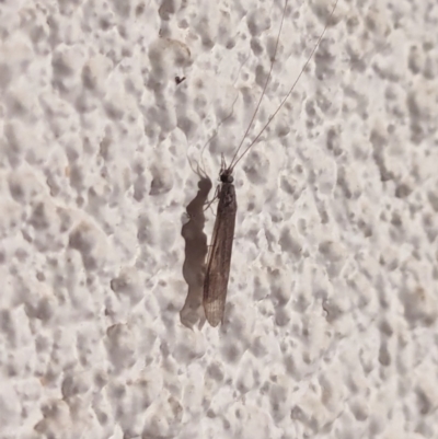 Trichoptera (order) (Unidentified Caddisfly) at Watson, ACT - 26 Mar 2024 by AniseStar