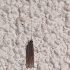 Trichoptera (order) at Watson, ACT - suppressed