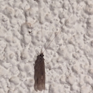 Trichoptera (order) at Watson, ACT - suppressed