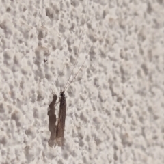 Trichoptera (order) at Watson, ACT - suppressed