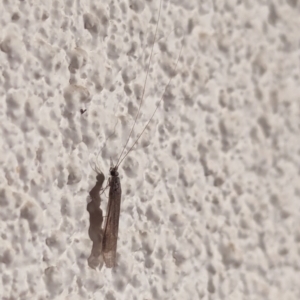 Trichoptera (order) at Watson, ACT - suppressed