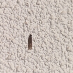 Trichoptera (order) at Watson, ACT - suppressed