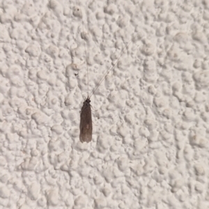 Trichoptera (order) at Watson, ACT - suppressed