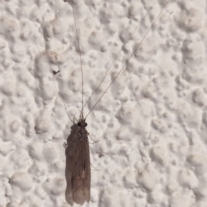 Trichoptera (order) at Watson, ACT - suppressed