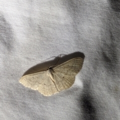 Scopula optivata at Watson Green Space - 22 Mar 2024 10:33 PM