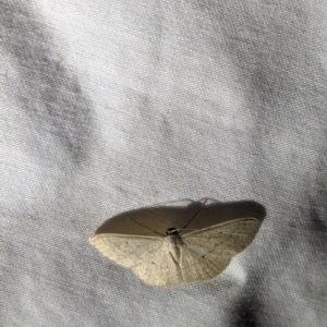 Scopula optivata at Watson Green Space - 22 Mar 2024