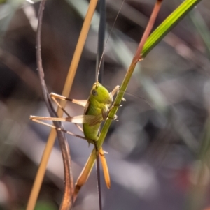 Conocephalus semivittatus at Higgins Woodland - 25 Mar 2024 05:42 PM