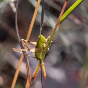 Conocephalus semivittatus (Meadow katydid) at Higgins Woodland by Untidy