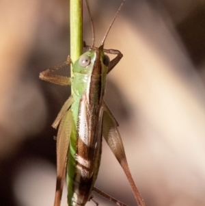 Conocephalus semivittatus at Higgins Woodland - 25 Mar 2024 05:42 PM