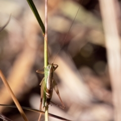 Conocephalus semivittatus at Higgins Woodland - 25 Mar 2024 05:42 PM