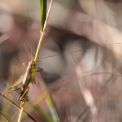 Conocephalus semivittatus at Higgins Woodland - 25 Mar 2024 05:42 PM