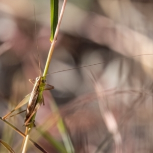 Conocephalus semivittatus at Higgins Woodland - 25 Mar 2024 05:42 PM