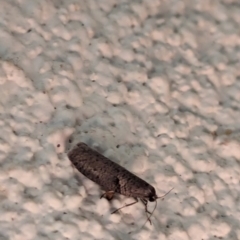Lepidoscia (genus) ADULT (A Case moth) at Watson, ACT - 24 Mar 2024 by AniseStar
