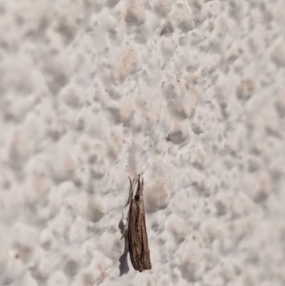 Unidentified Pyralid or Snout Moth (Pyralidae & Crambidae) at Watson, ACT - 24 Mar 2024 by AniseStar