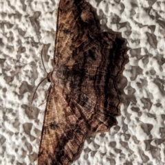 Scioglyptis lyciaria (White-patch Bark Moth) at Watson, ACT - 24 Mar 2024 by AniseStar