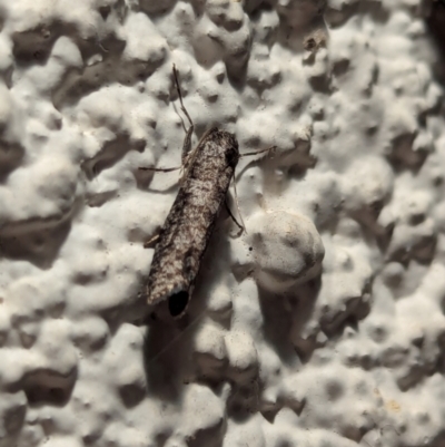 Lepidoscia (genus) ADULT (A Case moth) at Watson, ACT - 24 Mar 2024 by AniseStar
