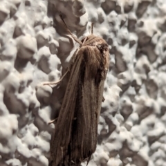 Leucania stenographa (Sugar Cane Armyworm) at Watson, ACT - 24 Mar 2024 by AniseStar