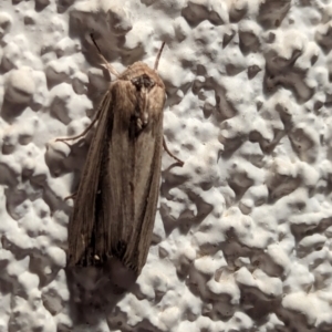 Leucania stenographa at Watson, ACT - 24 Mar 2024