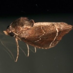 Lophotoma metabula (A Erebid moth) at Ainslie, ACT by jb2602
