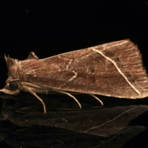 Lophotoma metabula at Ainslie, ACT - 25 Mar 2024