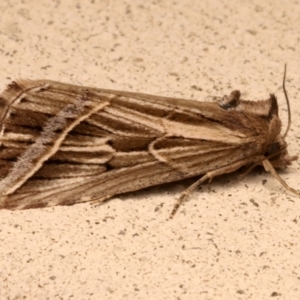 Lophotoma diagrapha at Ainslie, ACT - 26 Mar 2024 10:11 PM