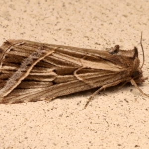 Lophotoma diagrapha (Double-line Snout Moth) at Ainslie, ACT by jb2602