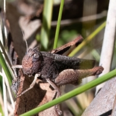 Cirphula pyrrhocnemis (Variable Cirphula) at Higgins Woodland - 25 Mar 2024 by Untidy