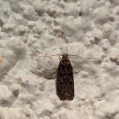 Hofmannophila pseudospretella (Brown House Moth) at Watson, ACT - 27 Mar 2024 by AniseStar