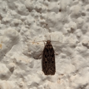 Oecophoridae (family) (Unidentified Oecophorid concealer moth) at Watson, ACT by AniseStar