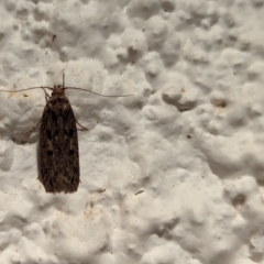 Oecophoridae (family) at Watson, ACT - suppressed