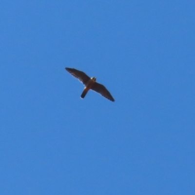 Falco longipennis (Australian Hobby) at Kambah, ACT - 27 Mar 2024 by RodDeb