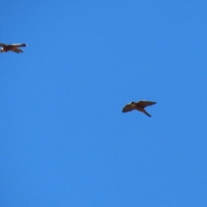 Falco longipennis at Cooleman Ridge - 27 Mar 2024