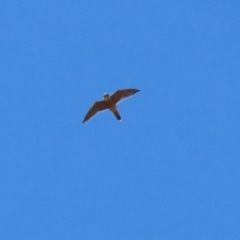 Falco longipennis at Cooleman Ridge - 27 Mar 2024 12:14 PM