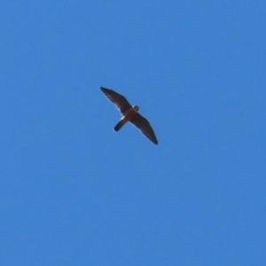 Falco longipennis at Cooleman Ridge - 27 Mar 2024 12:14 PM