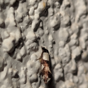 Monopis icterogastra (Wool Moth) at Watson, ACT by AniseStar