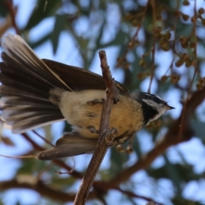 Rhipidura albiscapa at Cooleman Ridge - 27 Mar 2024 11:59 AM