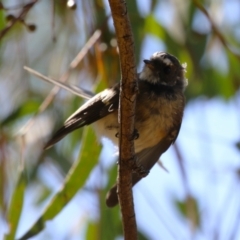 Rhipidura albiscapa at Cooleman Ridge - 27 Mar 2024 11:59 AM