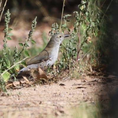 Colluricincla harmonica (Grey Shrikethrush) at Kambah, ACT - 27 Mar 2024 by RodDeb