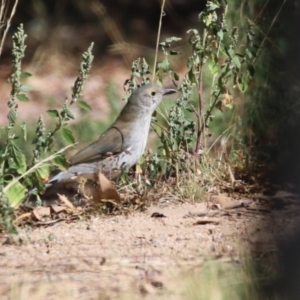 Colluricincla harmonica (Grey Shrikethrush) at Cooleman Ridge by RodDeb