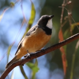 Pachycephala rufiventris at Cooleman Ridge - 27 Mar 2024