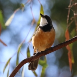 Pachycephala rufiventris at Cooleman Ridge - 27 Mar 2024