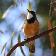 Pachycephala rufiventris at Cooleman Ridge - 27 Mar 2024 12:00 PM