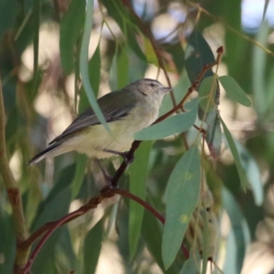 Smicrornis brevirostris (Weebill) at Kambah, ACT - 27 Mar 2024 by RodDeb