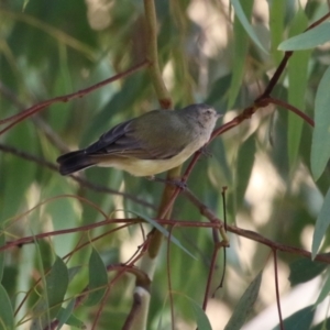 Smicrornis brevirostris at Cooleman Ridge - 27 Mar 2024 12:07 PM