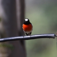 Petroica boodang (Scarlet Robin) at Kambah, ACT - 27 Mar 2024 by RodDeb