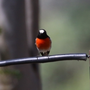 Petroica boodang (Scarlet Robin) at Cooleman Ridge by RodDeb